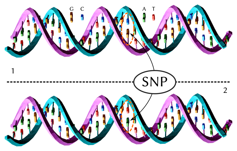 Image DNA
